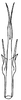 Aedeagus, posterior view on Arapona devisa DeLong, 1979: Male holotype [OSU]: aedeagus, posterior view. (Observation).