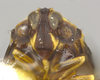 Head: !! display not done !! on Atopocixius collaris Fennah, 1945: (Observation).