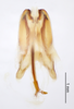 CollectionObject 2804162; 82d78654-7435-4132-9cc1-0f1d50112f21, FCE- GY 90, occurrenceID:- GY 90: Male genitalia, ventral. Facultad de Ciencias - UDELAR (FCE - GY 090). (CollectionObject).