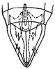 Subgenital plate: !! display not done !! on Graminella fitchii (Van Duzee, 1890): genital capsule, ventrally. (Observation).