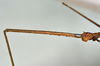 CollectionObject 1561193; e15a0b15-6a04-4cc4-8d19-90d38c185c17: copyright USNM, Washington. (CollectionObject).