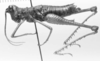CollectionObject 1524469; 37ca632e-4d66-48f6-b67b-128a89b8053b: female, lateral view (holotype). (CollectionObject).