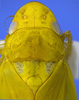 Head on Carapona eximia (DeLong & Freytag, 1975): Male [DZRJ]: head, pronotum and mesonotum, dorsal view. (Observation).