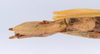 CollectionObject 1561431; 89b4e4a5-d747-41c2-a48f-7c2958368892: copyright ANSP. female: end of abdomen, ventral view (holotype). (CollectionObject).