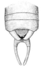 Melanonotus powellorum Rentz, 1975: Pl. III, Fig. 8. male abdomen tip, dorsal view. (Otu).