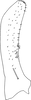 Subgenital plate, ventral view on Fagocyba cruenta (Herrich-Schäffer, 1838): Subgenital plate. (Observation).