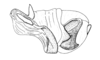 Tebacris nigrisoma Cigliano, 1989: Fig. 197. phallic complex, lateral view. (Otu).
