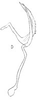 Aedeagus, lateral view: !! display not done !! on Paratanus wygodzinskyi (Linnavuori, 1954): aedeagus/connective, laterally. (Observation).