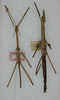 CollectionObject 1559025; f7d951c2-cb5f-48f5-9ad3-8b5196503370: copyright ANSP. male (holotype) and female (paratype). (CollectionObject).