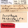 CollectionObject 1507225; 777f3838-0d30-4cfe-8db6-9d3fe39d5168: labels (paratype). (CollectionObject).