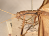CollectionObject 1560631; 8a8909ba-d2f3-41cd-9b95-c3b734dbdf07: copyright UMO. male: head & thorax, lateral view (lectotype). (CollectionObject).