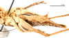 CollectionObject 1475895; ea9dd328-6dbe-4dd2-b535-d6a8eeecc279: male abdomen, ventral view (holotype of Gampsocleis kaszabi Bazyluk, 1972). (CollectionObject).