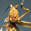 female, frontal view (holotype). Depicts CollectionObject 1539573; 78cd6824-733c-471b-8df1-749e77b3179e, a CollectionObject.