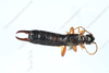 CollectionObject 2188560; 031202b1-5190-4197-b7b7-bd47aad63b97, IZCAS IOZ(E) 200564, IZCAS CSTR:19715.10.2111C0002601112780: Anechura modesta holotype CSTR: 19715.10.2111C0002601112780. Available at: http://museum.ioz.ac.cn/bbimgxx.aspx?pth=2111C0002601112780. (CollectionObject).