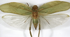 CollectionObject 1529816; b7cc16ac-40ad-4bfe-a389-68871929168b: female, dorsal view (holotype). (CollectionObject).