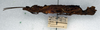 CollectionObject 1558305; NMW 52, 087d39b7-8406-4d81-9fee-1637b2d6fb57: copyright NMW. female, lateral view (paralectotype). (CollectionObject).