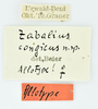 CollectionObject 1532035; 77ad2280-e239-4525-aabd-fdeca254ecf0: labels (female syntype). (CollectionObject).