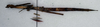 CollectionObject 1558604; 926895c9-7be4-4c68-b2ac-c48c74edc28f: copyright NMW, Vienna. female, lateral view (syntype). (CollectionObject).;CollectionObject 1558605; 8e8ce501-1cd2-4740-90e6-61494de6d88f: copyright NMW, Vienna. female, lateral view (syntype). (CollectionObject).