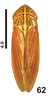 Habitus, dorsal view: !! display not done !! on Apogonalia mediolineata (Fowler, 1899): (Observation).