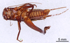 CollectionObject 1522827; 0e811ad3-b337-48bc-a657-e59ee43c8fde: Male, ventral view (holotype). (CollectionObject).