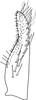 Subgenital plate, ventral view on Asymmetrasca reflexilis Liu & Zhang, 2014: Subgenital plate. (Observation).