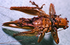 CollectionObject 1503312; MBBJ 3224889, f3b9bc40-7cac-429d-8f47-d4f6c1050b75: female ventral view (paratype). (CollectionObject).
