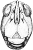 Tettigidea empedonepia Hubbell, 1937: Fig. 182. female, head, facial view. (Otu).