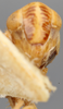 Head on Diacra rugosa Emeljanov, 1961: holotype. (Observation).