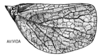 Habitus, lateral view: (Observation).
