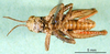 male, ventral view (paralectotype). Depicts CollectionObject 1590808; 82f61d9d-f8ab-416d-b557-9fa43ce564be, a CollectionObject.