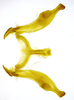 Connective on Beltrana reticulata Gonçalves, Domahovski, Mejdalani & Takiya, 2021: Male holotype [USNM]: connective and styles, dorsal view. (Observation).