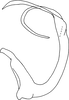 Aedeagus, lateral view on Eurhadina (Singhardina) pookiewica Dworakowska, 2002: (Observation).