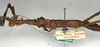 CollectionObject 1561114; NMW 572, 709b8ddc-dda5-4ae7-ad54-2f49622cf710: copyright NMW, Vienna. female: head and thorax, lateral view of synonym Phenacephorus appendiculatus (holotype). (CollectionObject).