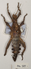 copyright OUMNH. male nymph of synonym Heteropteryx castelnaudii (holotype). Depicts CollectionObject 1559035; f6337417-b377-4be5-a119-df6b5bb9f605, a CollectionObject.