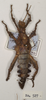 CollectionObject 1559035; f6337417-b377-4be5-a119-df6b5bb9f605: copyright OUMNH. male nymph of synonym Heteropteryx castelnaudii (holotype). (CollectionObject).