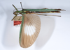 CollectionObject 1562154; 7d65faa0-ce26-449d-9f33-09a9a54ed17d: copyright ANSP. female, lateral view (holotype). (CollectionObject).