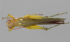 CollectionObject 1575505; 68bdaa16-f98f-4b64-853d-01d244a2554f: male, dorsal view. (CollectionObject).