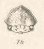 Head: !! display not done !! on Tropidarnis tectigera Fowler, 1895: (Observation).