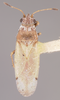 CollectionObject 1595337; 607d8fbb-e26c-455f-a99a-2a2d72e69da2: Cymus reductus HOLOTYPE (NMNH) - (CC BY-NC 3.0) - Photo by Pablo M. Dellapé with permission from the National Museum of Natural History (NMNH), Smithsonian Institution, Washington, D.C. (previously Cymus reductus). (CollectionObject).