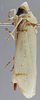 Habitus, lateral view on Apulia excelsa Distant, 1908: Lateral - color variation. (Observation).