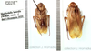 Periplaneta lateralis Walker, 1868: (Otu).