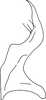 Stylus: !! display not done !! on Scaphoideus (Scaphoideus) festivus Matsumura, 1902: Stylus. (Observation).