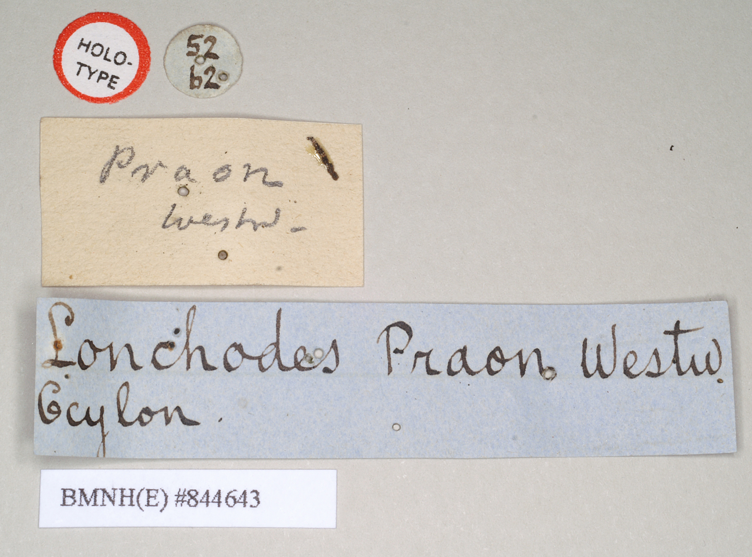 copyright Natural History Museum, London. male, data labels [circular label reversed] (holotype). Depicts CollectionObject 1559502; NHMUK(SF IMPORT DUPLICATE) 844643, a6b8ea8a-81d5-4154-8cf0-2d6203f20fdb, a CollectionObject.