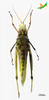 CollectionObject 2260463; f8084faf-25ce-4152-bf7a-d50a4842f343, Unioeste Cascavel K-1398: Female, ventral view. (CollectionObject).