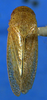 Habitus, dorsal view on Arapona vallea DeLong, 1979: Male holotype [OSU]: habitus, dorsal view. (Observation).