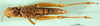CollectionObject 1501406; 5dce35b8-085a-48b6-a6d0-78be4d359538, DORSA BA000101S01: female, ventral view (holotype of P. stenopterum). (CollectionObject).