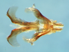 Huaylasacris maxicerci Cigliano, Pocco & Lange, 2011: phallic complex without epiphallus, dorsal view. (Otu).