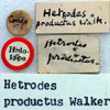 Hetrodes pupus pupus (Linnaeus, 1758): labels (holotype of Hetrodes productus). (Otu).