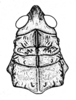 Conometopus cristaticollis Blanchard, 1851: Fig. 5. female, head and pronotum, dorsal view. (Otu).