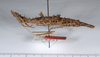 CollectionObject 1556946; 5751e413-6aab-414d-8c72-f3d4e9de5aef: copyright ANSP. female, lateral view (holotype). (CollectionObject).